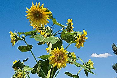 类恶魔城《Elderand》PS5和XSX版在巴西获评级